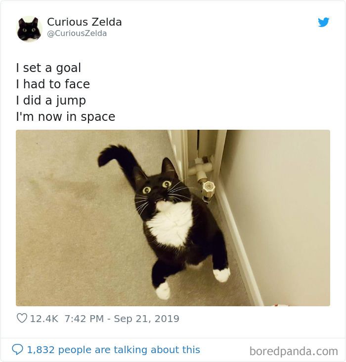 Funny-Cat-Tweets-Curious-Zelda