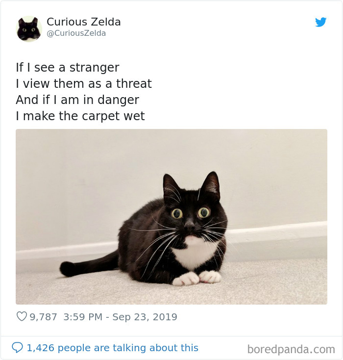 Funny-Cat-Tweets-Curious-Zelda