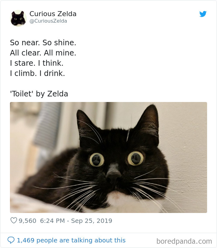 Funny-Cat-Tweets-Curious-Zelda