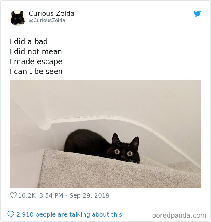 Funny-Cat-Tweets-Curious-Zelda