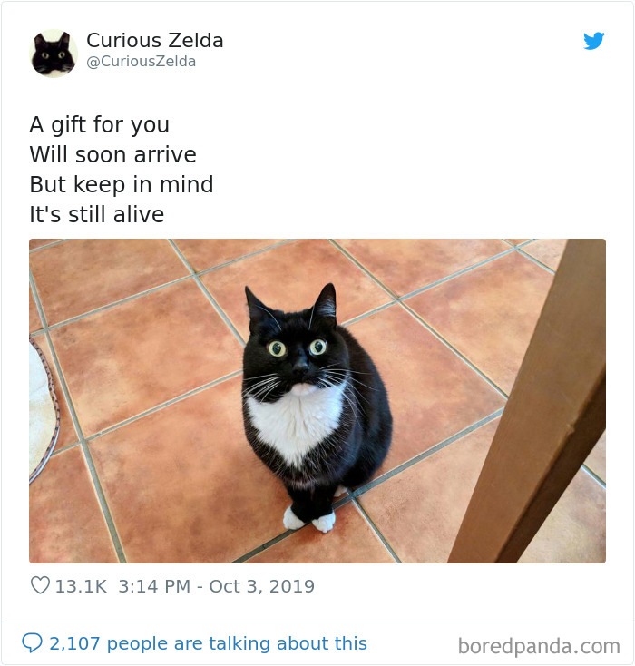 Funny-Cat-Tweets-Curious-Zelda