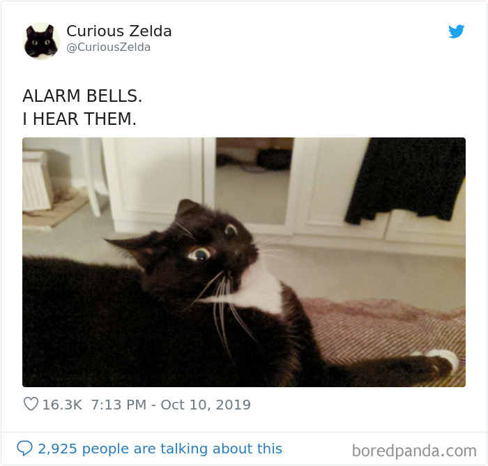 Funny-Cat-Tweets-Curious-Zelda