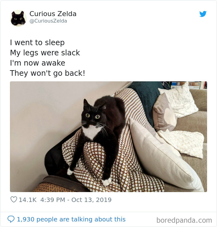 Funny-Cat-Tweets-Curious-Zelda