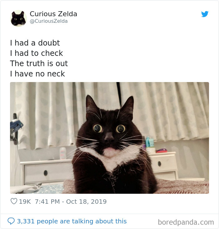 Funny-Cat-Tweets-Curious-Zelda