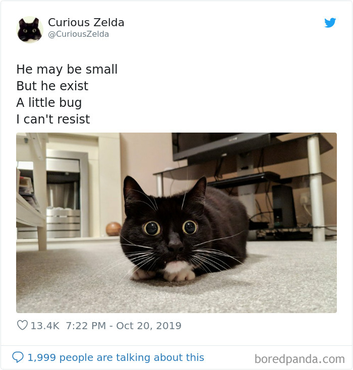 Funny-Cat-Tweets-Curious-Zelda