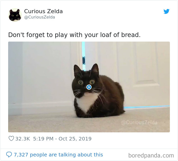 Funny-Cat-Tweets-Curious-Zelda