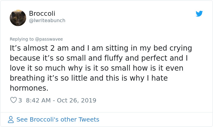 Foster Kitty Gives The Cutest Smile During A Photoshoot And It Takes Over The Internet