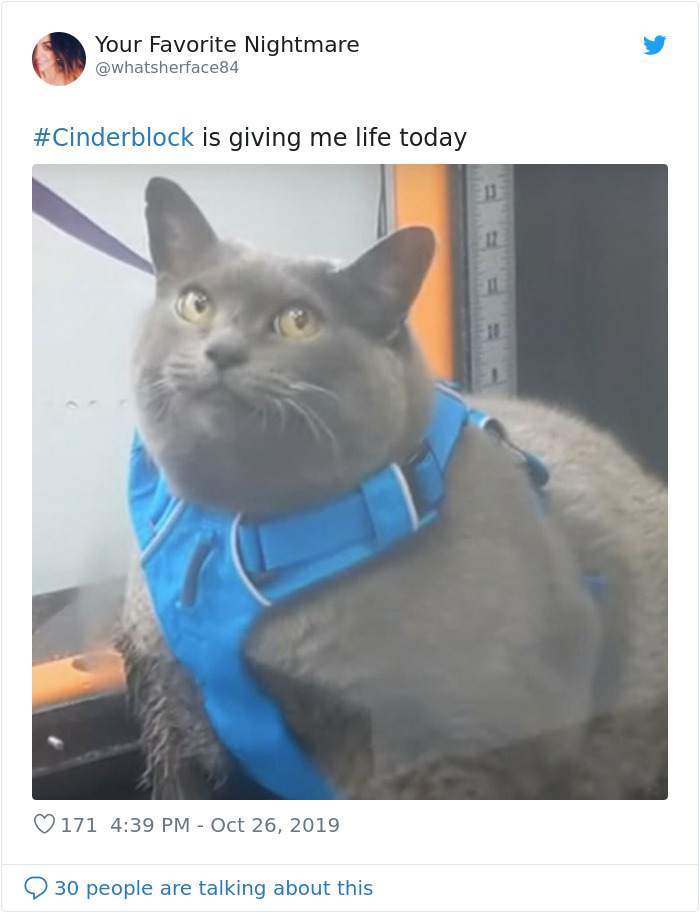 Chonky Cat Goes Viral For Being Annoyed By Underwater Workout