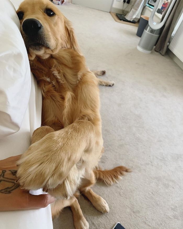 Pet-Dog-Funny-Photography-Soulmates-Hugo-Huxley-Ursula-Aitchinson