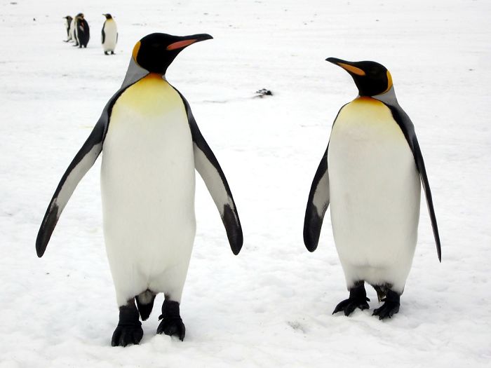 Two emperor penguins standing on snow, showcasing interesting animal facts in a natural cold habitat.