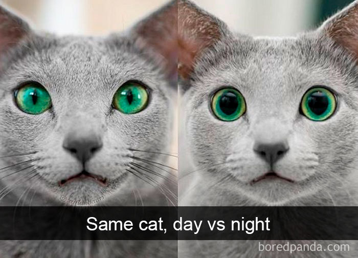 Cat-Snapchats