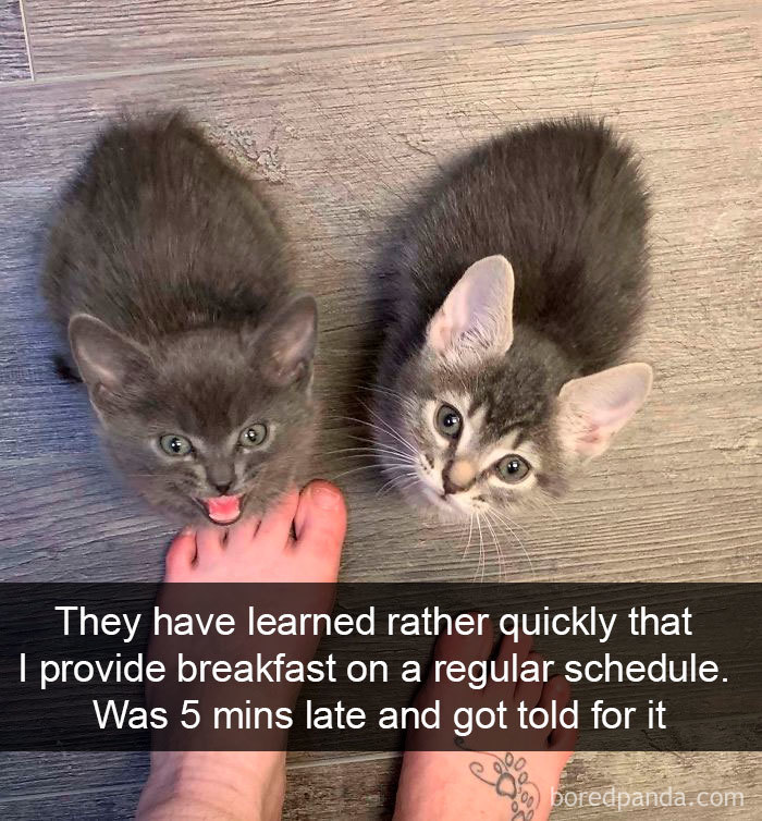 Cat-Snapchats