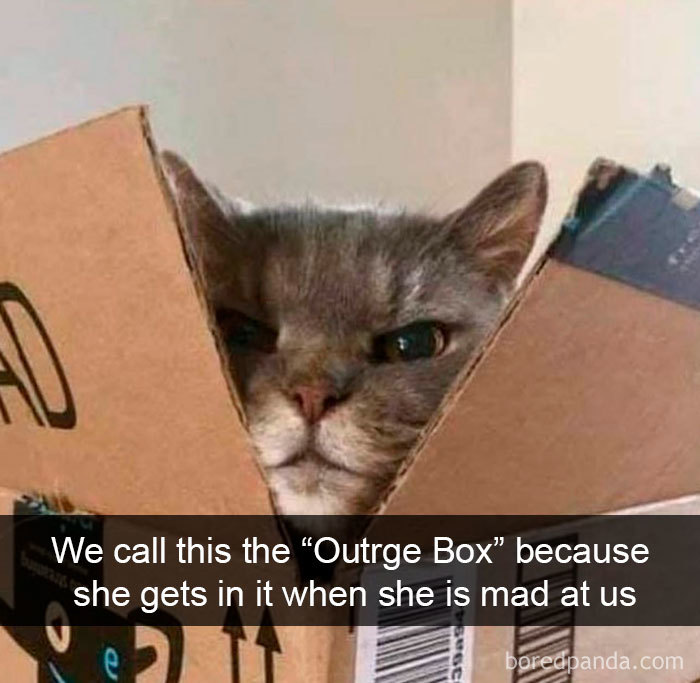 Cat-Snapchats