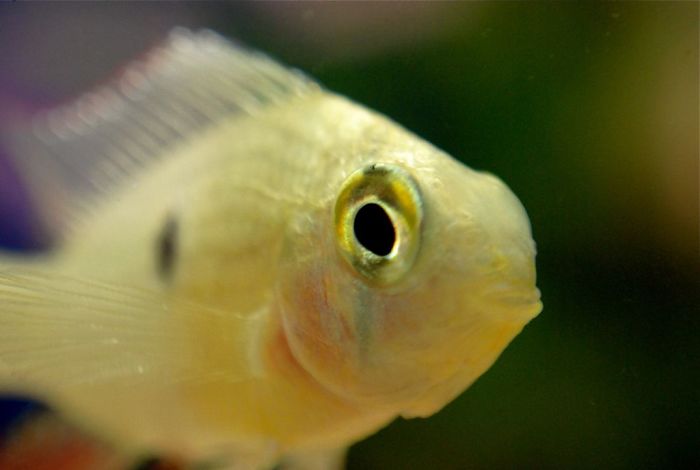 Close-up of a fish showcasing unique animal facts for casual conversations about interesting animal facts.