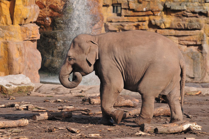 Young elephant walking on rocky ground near a waterfall, showcasing interesting animal facts for casual conversations.