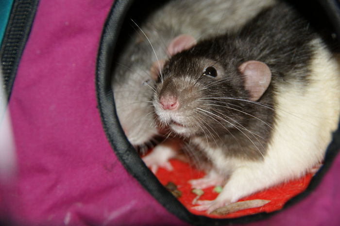 Scientists Taught Rats How To Play Hide And Seek And Found Out They Actually Really Enjoy Playing