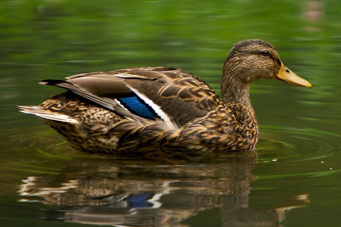 Female mallard duck swimming calmly on green water, illustrating interesting animal facts for casual conversation.