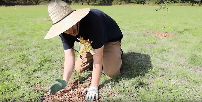 600 YouTubers Pledge To Plant 20 Million Trees Together To Fight Climate Change