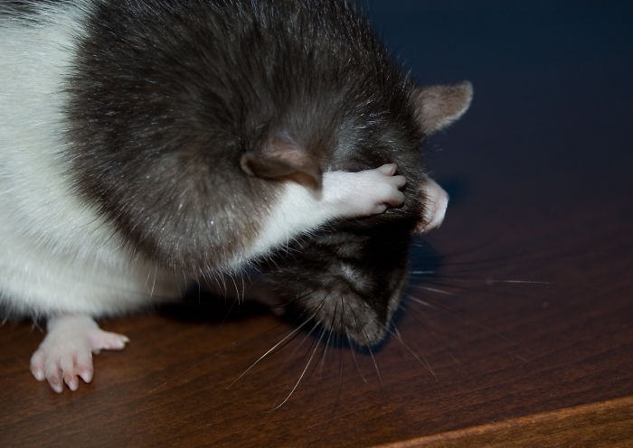 Scientists Taught Rats How To Play Hide And Seek And Found Out They Actually Really Enjoy Playing