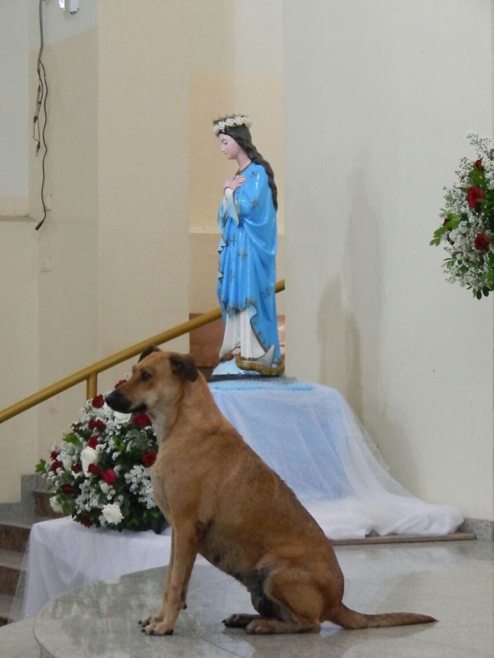 A Kind Priest Brings Stray Dogs To Mass So They Can Find New Families A Kind Priest Brings Stray Dogs To Mass So They Can Find New Families