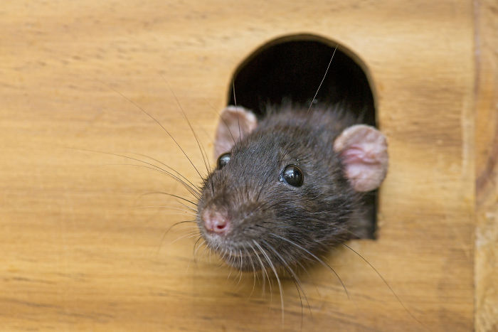Scientists Taught Rats How To Play Hide And Seek And Found Out They Actually Really Enjoy Playing