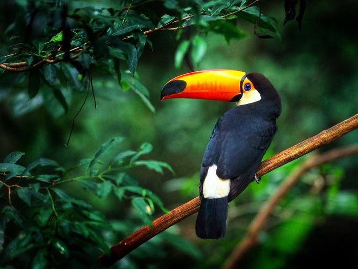 Toucan perched on a branch in a lush green forest, illustrating interesting animal facts for casual conversations.