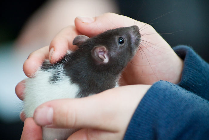 Scientists Taught Rats How To Play Hide And Seek And Found Out They Actually Really Enjoy Playing