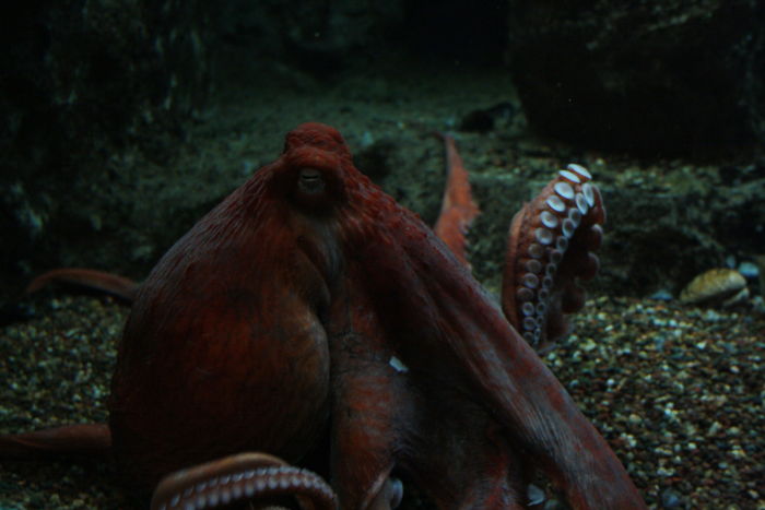 Close-up of a red octopus underwater, showcasing unique features for interesting animal facts in casual conversations.