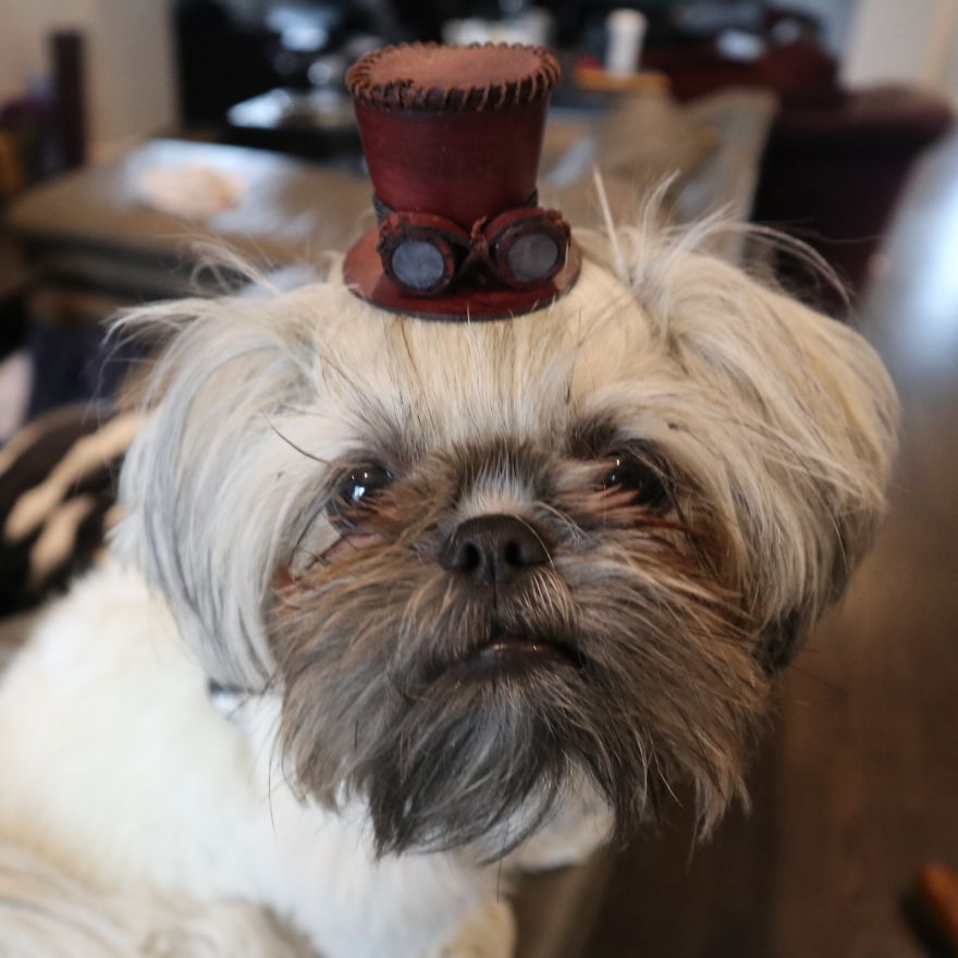 I Have Made 287 Leather Hats For My Dog! I Am Making 365 - I Have Not Missed A Day Since Her Birthday!!! I Have Made 287 Leather Hats For My Dog! I Am Making 365 - I Have Not Missed A Day Since Her Birthday!!!