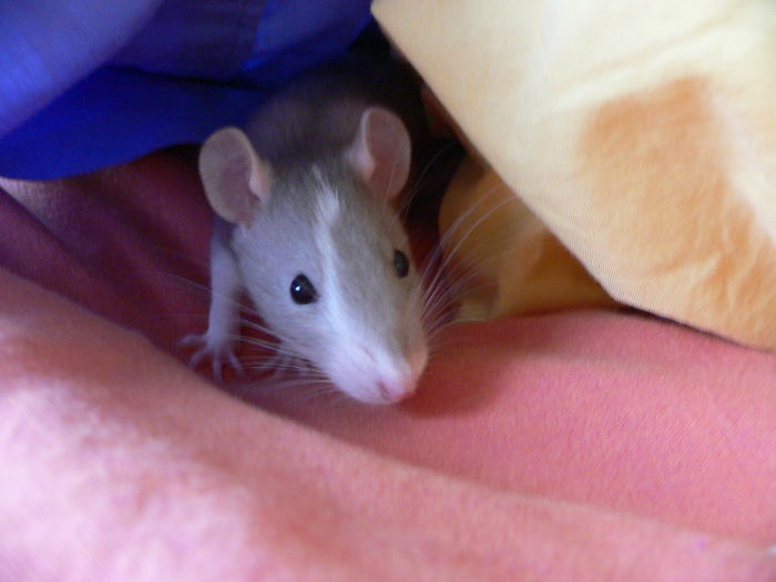 Scientists Taught Rats How To Play Hide And Seek And Found Out They Actually Really Enjoy Playing