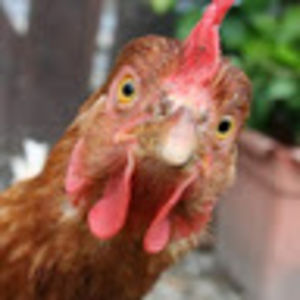 victoriagerencser avatar