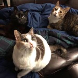 night_the_hedgehog58 avatar