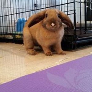 angelica_bayflower avatar