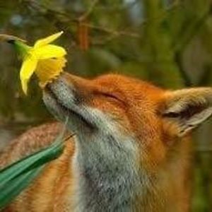 gingersanford62 avatar