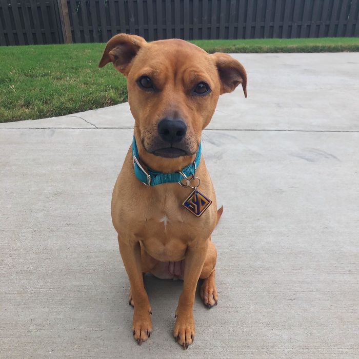 My Pup’s Halloween Costume Came In The Mail Today