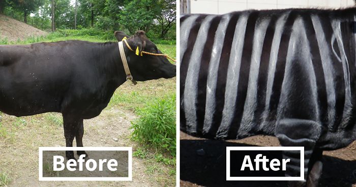 Scientists Are Amazed After Painting Cows In Zebra Stripes – They Get Bitten 50% Less Than Usual