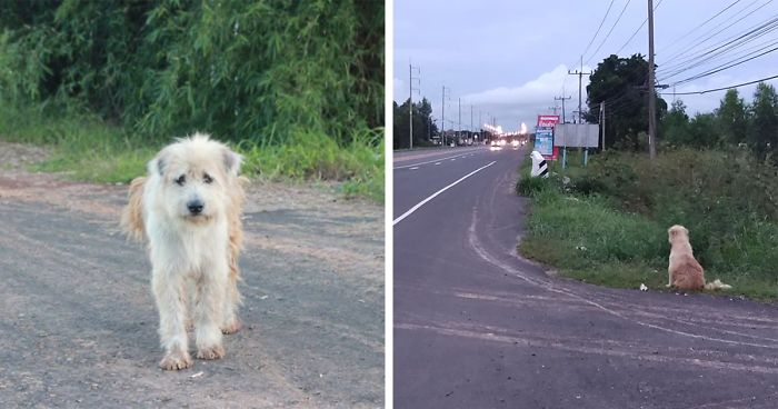 Dog Waits 4 Years In The Same Spot Until He Finally Gets Reunited With Owners Who Lost Him