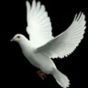 streamflowers avatar