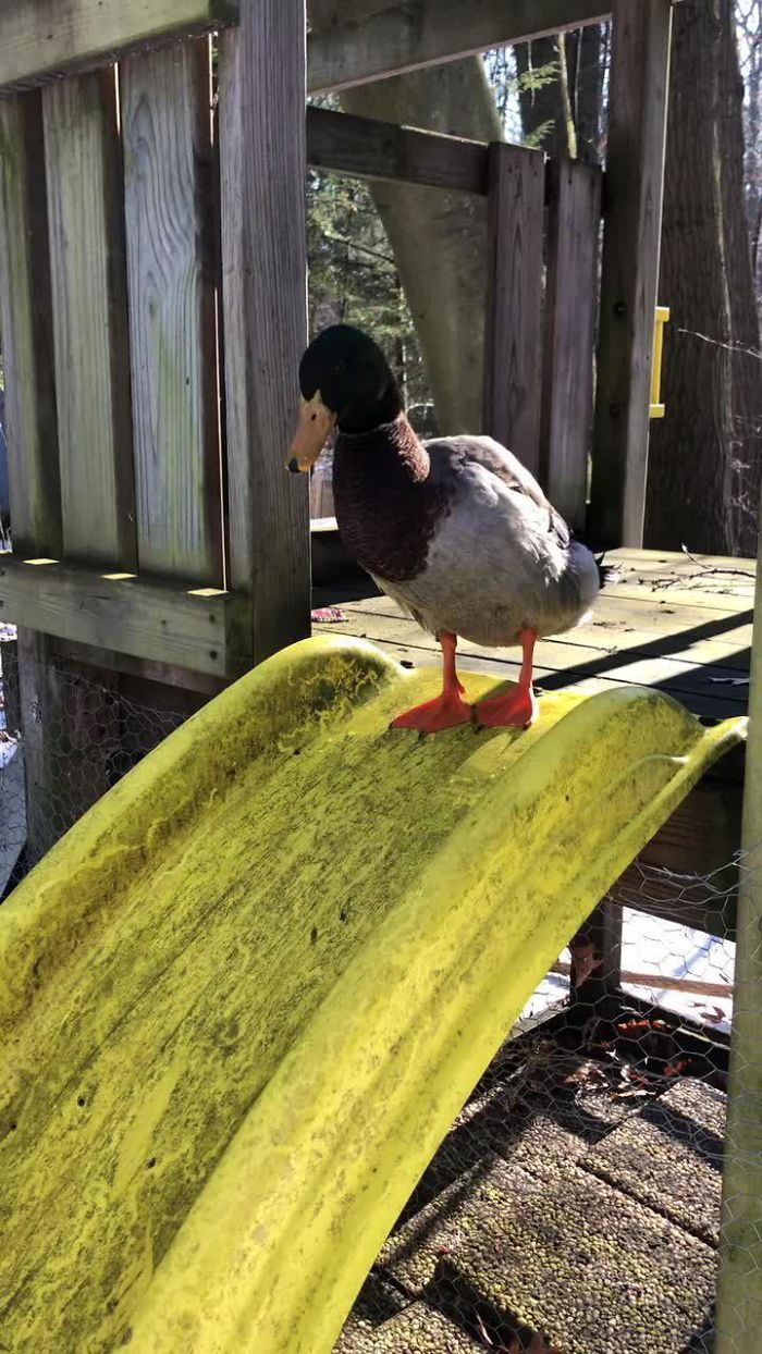 Wholesome-Cute-Duck-Pics