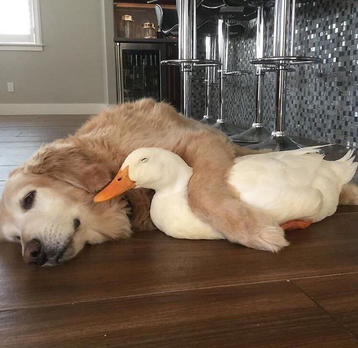 Cute duck cuddling with a golden retriever on a wooden floor.