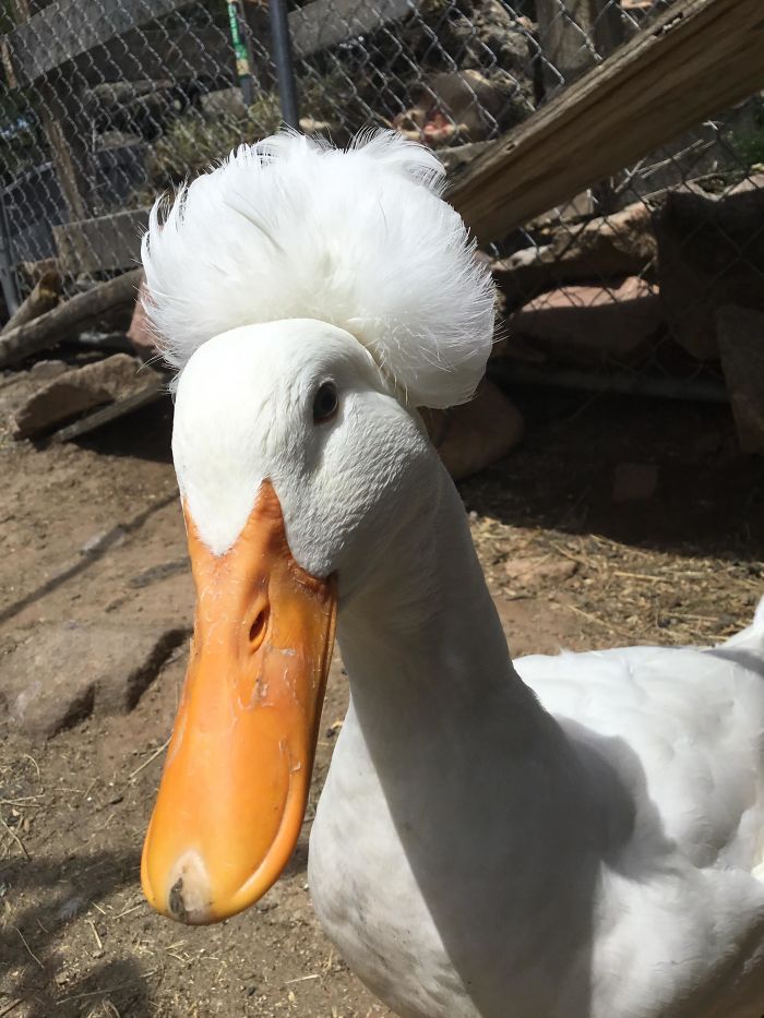 Wholesome-Cute-Duck-Pics