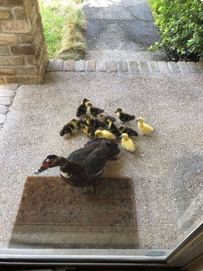 Cute ducks standing together on a doorstep, including a mother duck and her ducklings.