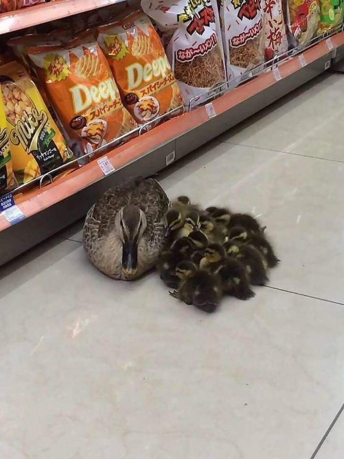 Cute ducks nestled together on the floor of a store aisle with snack bags in the background.