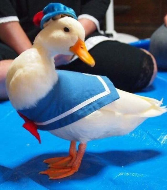 Wholesome-Cute-Duck-Pics