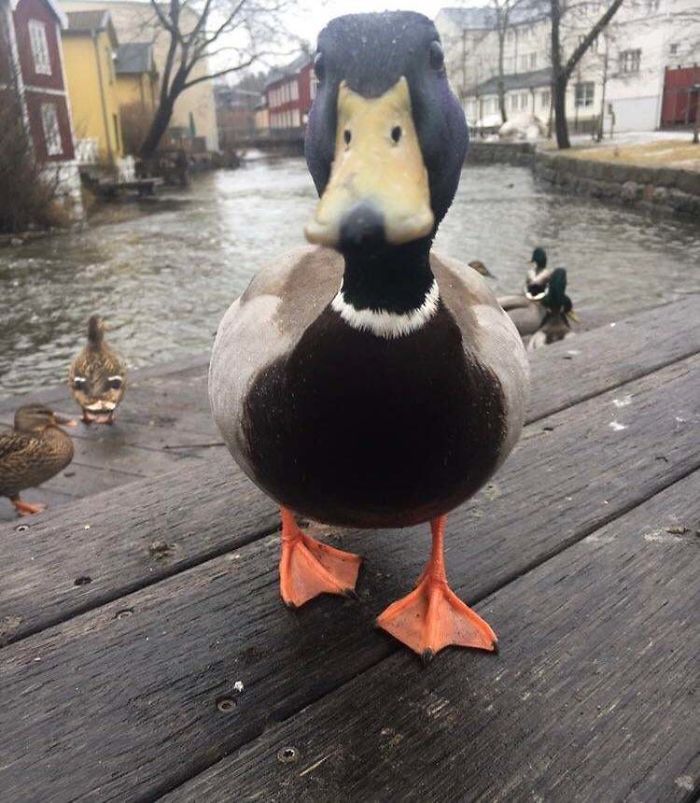 Wholesome-Cute-Duck-Pics
