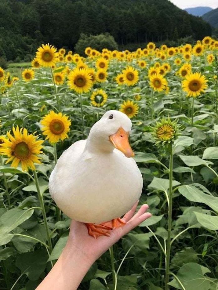 Wholesome-Cute-Duck-Pics