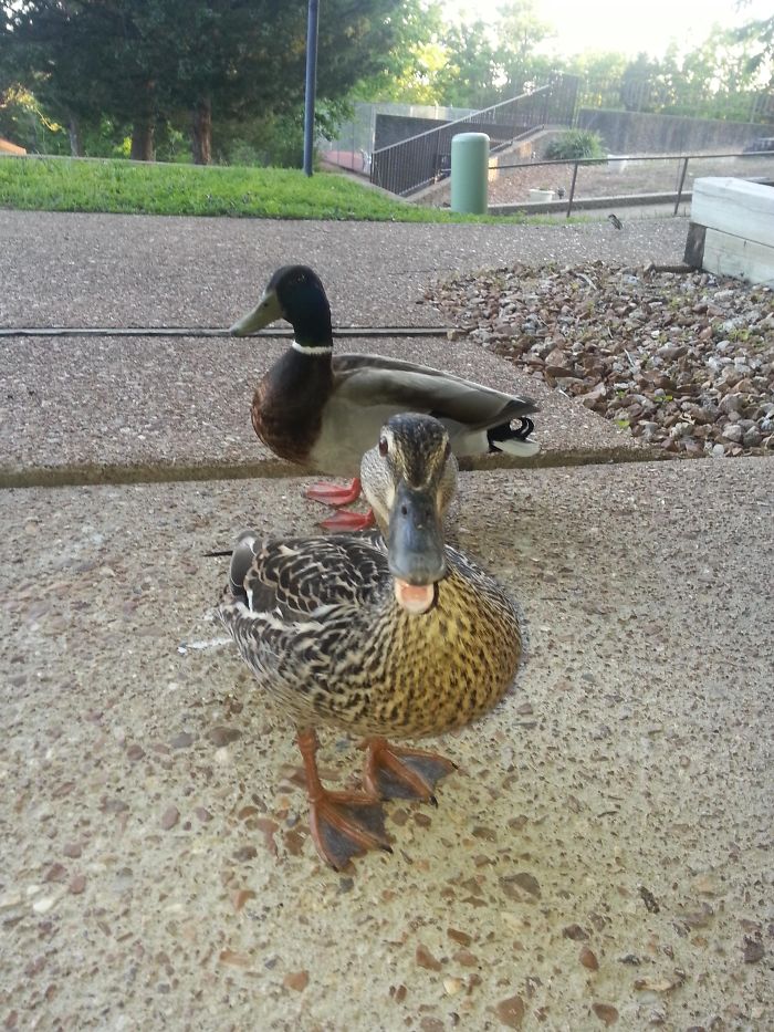 Wholesome-Cute-Duck-Pics