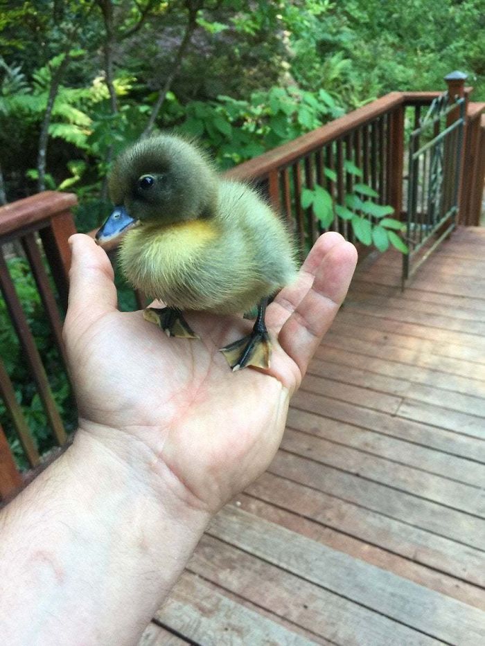 Wholesome-Cute-Duck-Pics