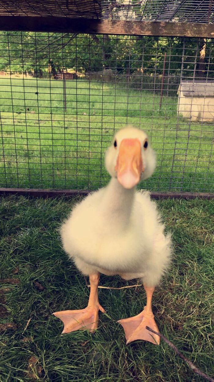 Wholesome-Cute-Duck-Pics