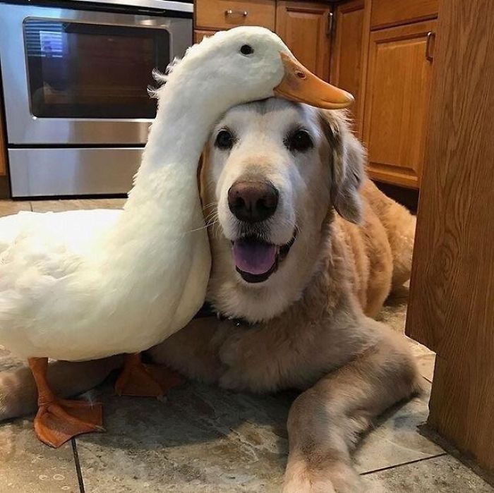 Cute duck snuggling with a dog on a kitchen floor.